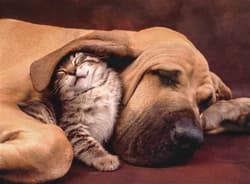 Galeria - zdjęcie nr. 2 - Puzzle 500 HQ Przytulanki 35020