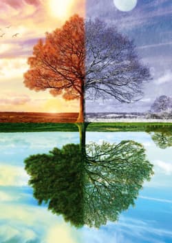 Galeria - zdjęcie nr. 2 - Puzzle 500 PQ Jedno drzewo cztery pory roku 105989