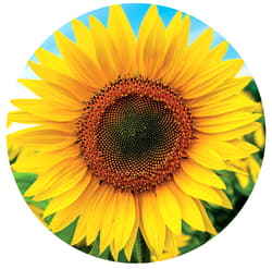 Galeria - zdjęcie nr. 2 - Puzzle 800 Słonecznik okrągłe 110485