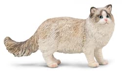 Ragdoll