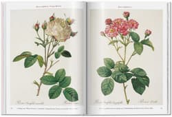 Galeria - zdjęcie nr. 2 - Redoute. Roses wer. angielska