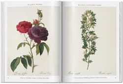 Galeria - zdjęcie nr. 3 - Redoute. Roses wer. angielska