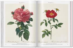 Galeria - zdjęcie nr. 4 - Redoute. Roses wer. angielska