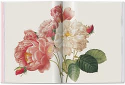 Galeria - zdjęcie nr. 3 - Redoute. Roses wer. angielska