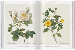Galeria - zdjęcie nr. 2 - Redoute. Roses wer. angielska