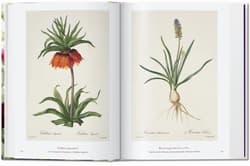 Galeria - zdjęcie nr. 3 - Redouté. The Book of Flowers wer. angielska