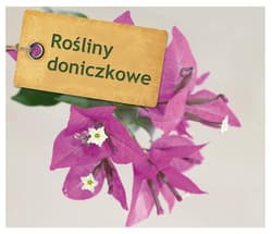 Rośliny doniczkowe. 99 szybkich porad