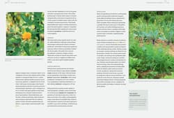 Galeria - zdjęcie nr. 3 - Sekrety ogrodu siostry Christy Dlaczego rzodkiewki kochają marchewki Zakonny poradnik ogrodniczy.