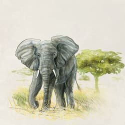 Galeria - zdjęcie nr. 4 - Śladami Darwina