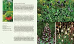 Galeria - zdjęcie nr. 4 - Suchy ogród. Lekcje z Ogrodu Żwirowego Beth Chatto