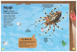 Galeria - zdjęcie nr. 5 - Świat robali