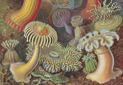 Galeria - zdjęcie nr. 3 - The Art and Science of Ernst Haeckel. 40th Ed. wer. angielska