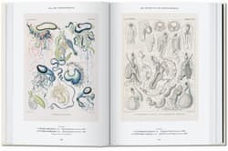 Galeria - zdjęcie nr. 5 - The Art and Science of Ernst Haeckel. 40th Ed. wer. angielska