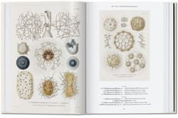 Galeria - zdjęcie nr. 4 - The Art and Science of Ernst Haeckel. 40th Ed. wer. angielska