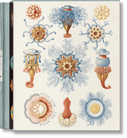 The Art and Science of Ernst Haeckel - Julia Voss, Rainer Willmann