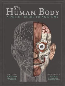 The Human Body. A Pop-Up Guide to Anatomy wer. angielska - Richard Walker