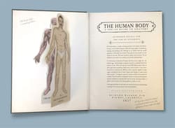 Galeria - zdjęcie nr. 4 - The Human Body. A Pop-Up Guide to Anatomy wer. angielska