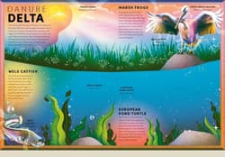 Galeria - zdjęcie nr. 3 - The Incredible Pop-up Frog