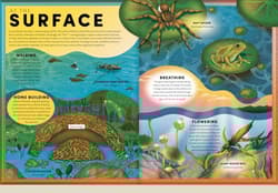 Galeria - zdjęcie nr. 5 - The Incredible Pop-up Frog