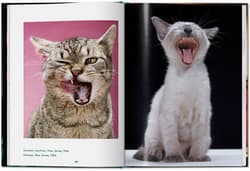 Galeria - zdjęcie nr. 3 - Walter Chandoha. Cats. Photographs 1942-2018 wer. angielska
