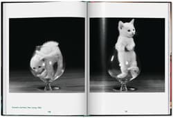 Galeria - zdjęcie nr. 4 - Walter Chandoha. Cats. Photographs 1942-2018 wer. angielska