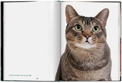 Galeria - zdjęcie nr. 5 - Walter Chandoha. Cats. Photographs 1942-2018 wer. angielska