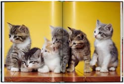 Galeria - zdjęcie nr. 3 - Walter Chandoha. Cats. Photographs 1942-2018 wer. angielska