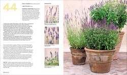 Galeria - zdjęcie nr. 2 - What Grows Together