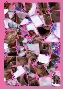 Galeria - zdjęcie nr. 2 - Zabawne pieski. Naklejkowe puzzle