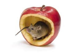 Galeria - zdjęcie nr. 2 - Zapamiętaj jak najwięcej Poziom łatwy Materiały do ćwiczenia koncentracji i pamięci