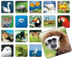 Galeria - zdjęcie nr. 2 - ZOO memory