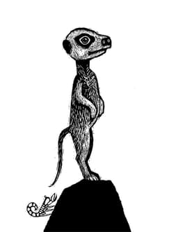 Galeria - zdjęcie nr. 3 - Zwierzaki cudaki