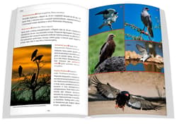 Galeria - zdjęcie nr. 2 - Zwierzęta Afryki przewodnik na Safari 2025