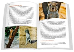 Galeria - zdjęcie nr. 3 - Zwierzęta Afryki przewodnik na Safari 2025