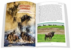 Galeria - zdjęcie nr. 4 - Zwierzęta Afryki przewodnik na Safari 2025
