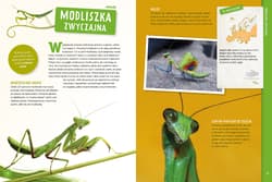 Galeria - zdjęcie nr. 4 - Zwierzęta Europy. Poznaj z nami...
