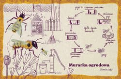 Galeria - zdjęcie nr. 3 - Zwierzęta miast czyli 22 portrety naszych nieudomowionych sąsiadów