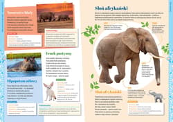 Galeria - zdjęcie nr. 2 - Zwierzęta. Moja pierwsza encyklopedia