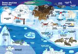 Galeria - zdjęcie nr. 3 - Zwierzęta. Moja pierwsza encyklopedia polsko-angielska z okienkami