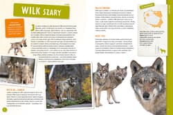 Galeria - zdjęcie nr. 3 - Zwierzęta Polski. Poznaj z nami...
