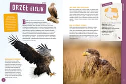 Galeria - zdjęcie nr. 4 - Zwierzęta Polski. Poznaj z nami...