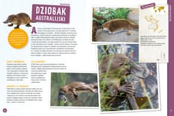 Galeria - zdjęcie nr. 4 - Zwierzęta świata