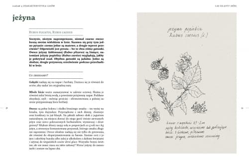 Galeria - zdjęcie nr. 4 - Leśne gotowanie. Chwasty od kuchni