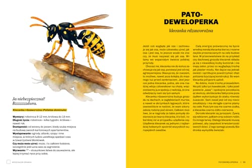 Galeria - zdjęcie nr. 2 - Głupie robaki i inne takie Polski