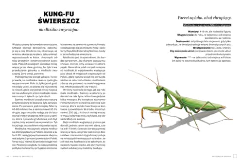 Galeria - zdjęcie nr. 3 - Głupie robaki i inne takie Polski