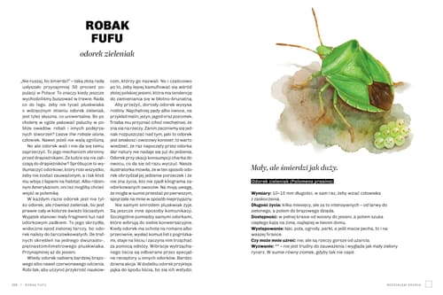 Galeria - zdjęcie nr. 4 - Głupie robaki i inne takie Polski