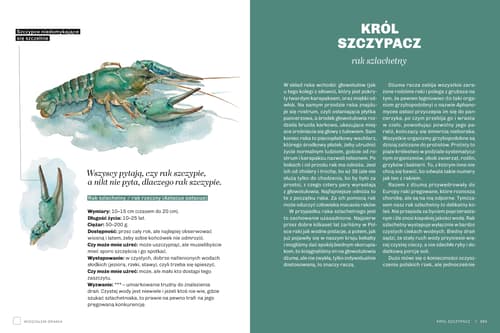 Galeria - zdjęcie nr. 5 - Głupie robaki i inne takie Polski